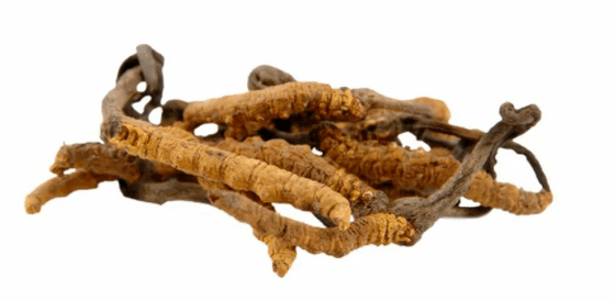 cordyceps fungus in Gluconol